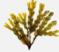 Organic Bladderwrack Powder