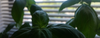 Savor Seeds in the Ground Sunday 12.11.2016