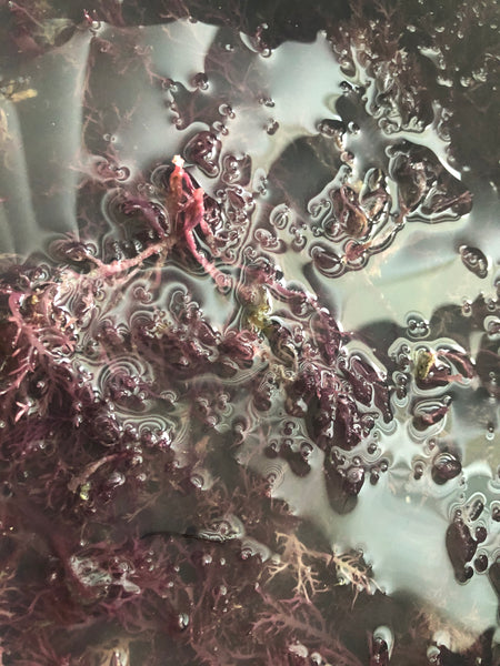 Sea Moss Gel PurpleRise Amanata Wildcrafted