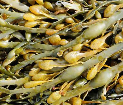 Organic Rockweed Kelp Powder